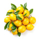 chanh 40-44LB