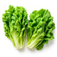 Green Leaf Lettuce