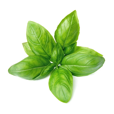 Basil Leaf 1.1 lb
