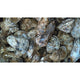 James River - Oysters - 50 count