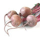 Red Beets - 5 lbs