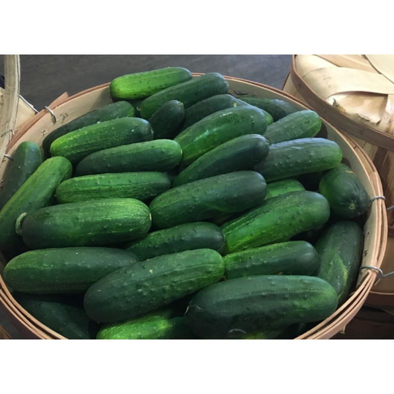 Kirby Cucumber - Half Bushel