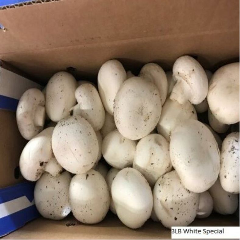 White Special Mushrooms - 3 lb
