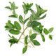 Mint - 4 oz