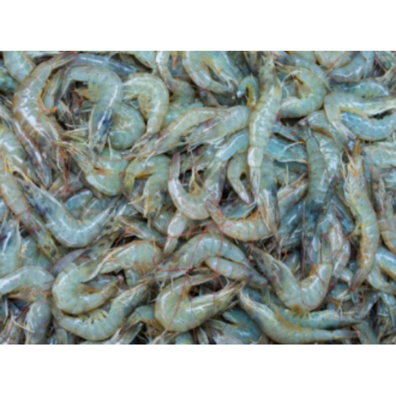 Blue Magic - Headless Shell-on White Shrimp - 20 lb