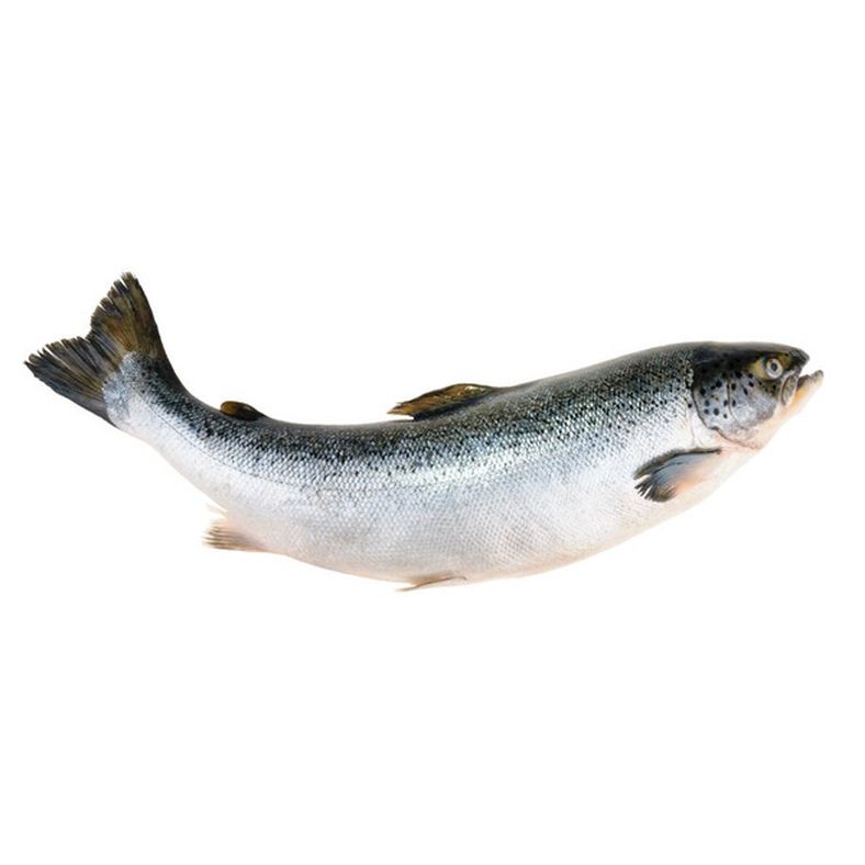Atlantic Salmon (Whole, Farm Raised, Canada) - 14-16 lb