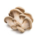 Oyster Mushrooms - 3 lb