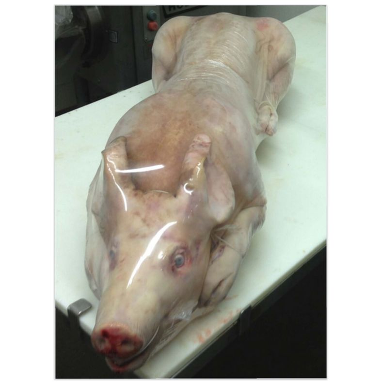 Whole Pig (40-50 lb) - 5 lb