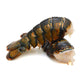 Warm Water Lobster Tails (6 ounces per piece) - 5 lb