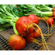 Golden Beets - 25 lb