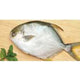 Golden Pompano (600-800g each) - 10 lb