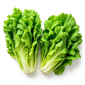 Green Leaf Lettuce