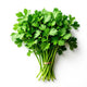 Chinese Parsley 60 Bunch Case