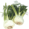 Fennel (Anise) - 4 ct