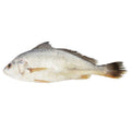 Frozen Croakers, 8-16 oz,  Headed & Gutted, Fully Dressed, IQF, 25 lb box
