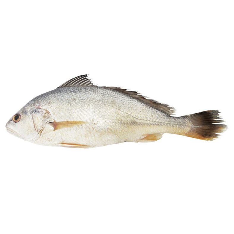 Frozen Croakers, 8-16 oz,  Headed & Gutted, Fully Dressed, IQF, 25 lb box