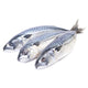 Fresh Whole Spanish Mackerel (Wild-Caught)