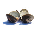 Little Neck Clams - 100 ct