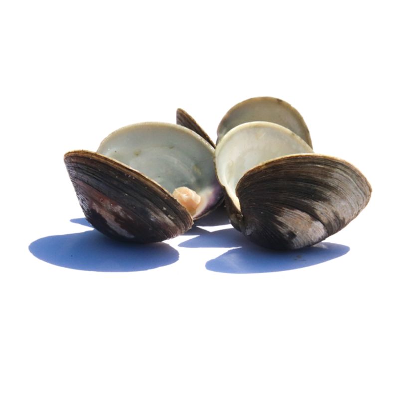 Little Neck Clams - 100 ct
