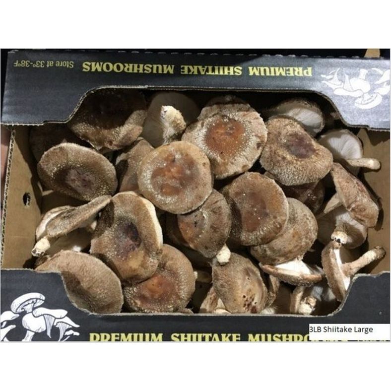 rd-19191192-produce-no-1-extra-large-shiitake-mushroom-each