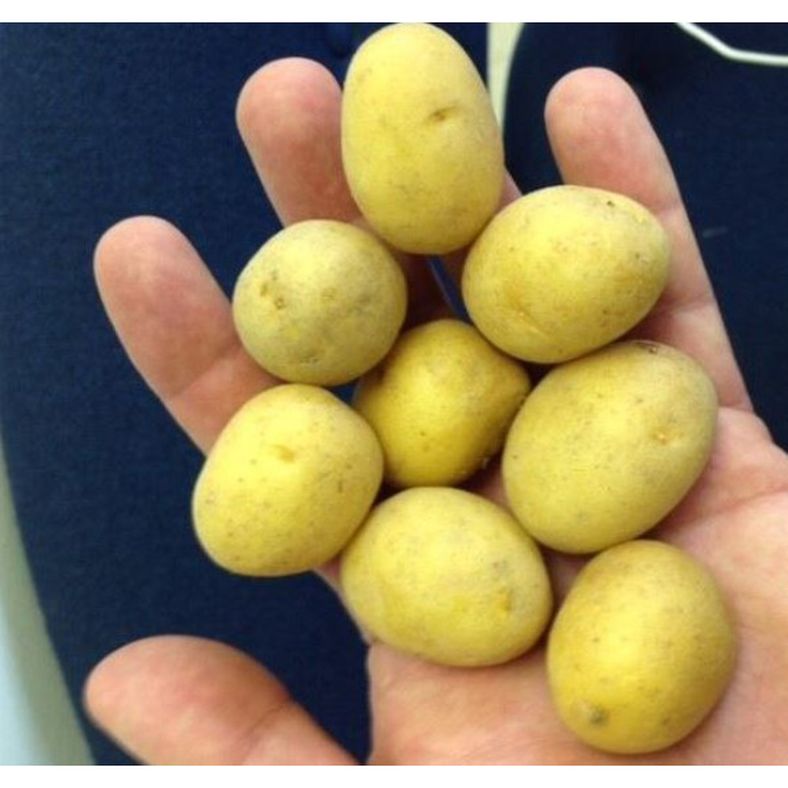 Baby Gold Potatoes - 10 lb