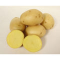 Yukon Gold Potato (US #1) - 50 lb