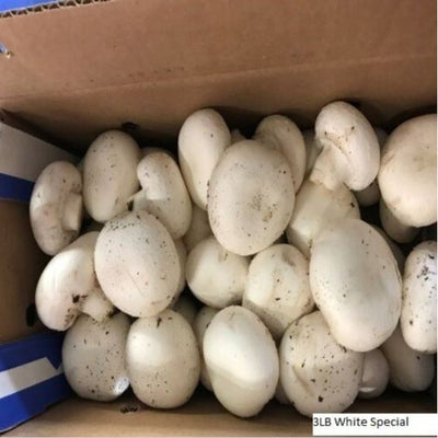 rd-19191720-case-of-special-mushroom-3-lb