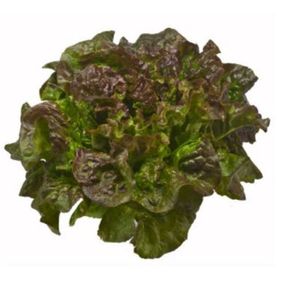 rd-24476664-green-leaf-lettuce-4-ct