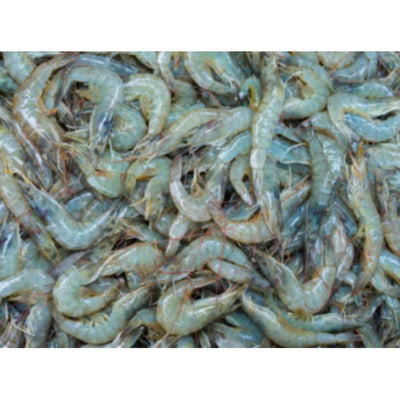 rd-70533950-blue-magic-headless-shell-on-white-shrimp-20lb-1-lb