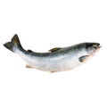 Atlantic Salmon (Whole, Farm Raised, Canada) - 12-14 lb