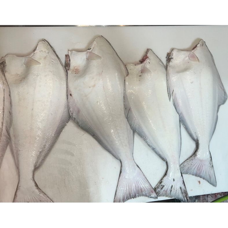 rd-70530860-fresh-whole-halibut-hg-wild-caught-nova-scotia-avg-size-1520-lbs-1195lb-25-lb