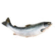 Atlantic Salmon (Whole, Farm Raised, Canada) - 14-16 lb