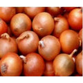 Yellow Onion - 20x2 lb