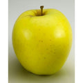 Golden Delicious Apples (80 ct) - 25 lb