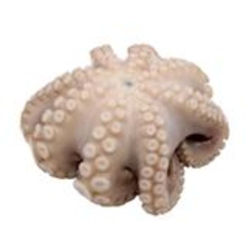 Frozen Octopus (Flower Pack T-5) - 2.5-3 lb