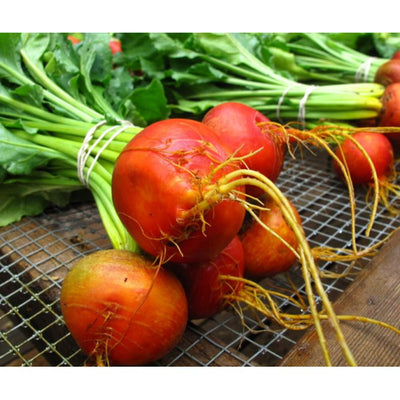 rd-16551226-gold-beet-bunch-each