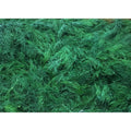 Crate Dill - 8 lb (24 ct)