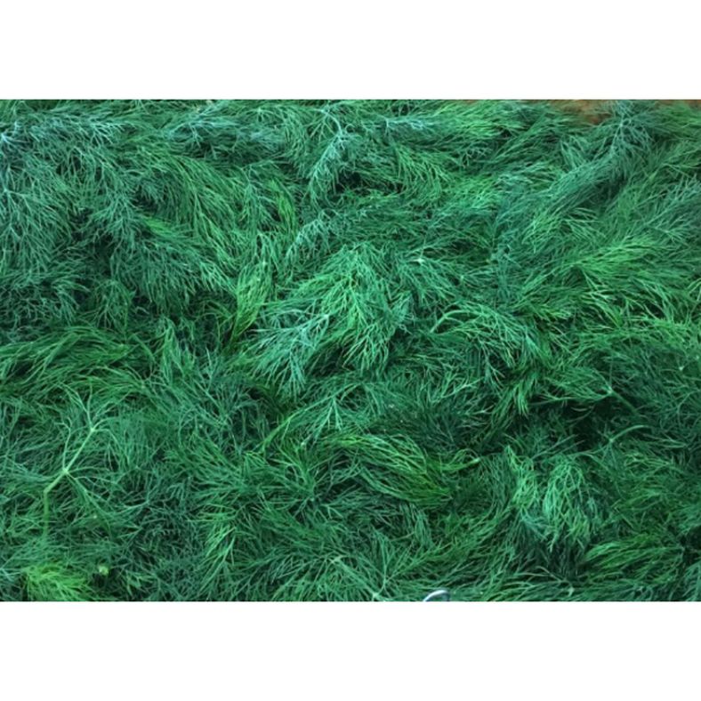 rd-70325251-crate-dill-24ct-8-lbs-8-lb