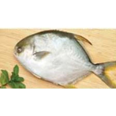 rd-51268519-golden-pompano-1-each