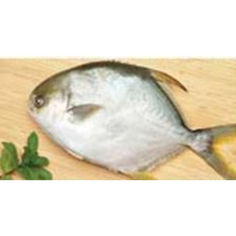 Golden Pompano (600-800g each) - 10 lb