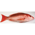 Red Snapper (Wild Caught, American) - 1-2 lb