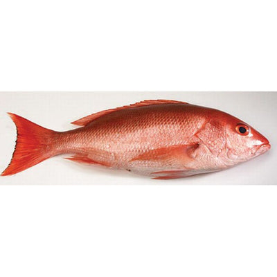 rd-70530850-red-snapper-12-lbs-each-wild-caught-american-5-lb