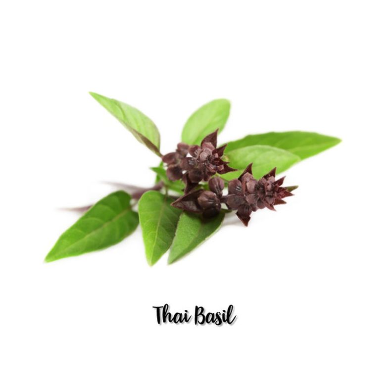 rd-70223372-thai-basil-4-oz-7-oz