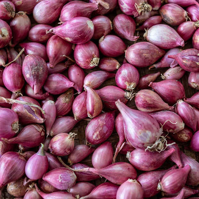 Shallot Onion